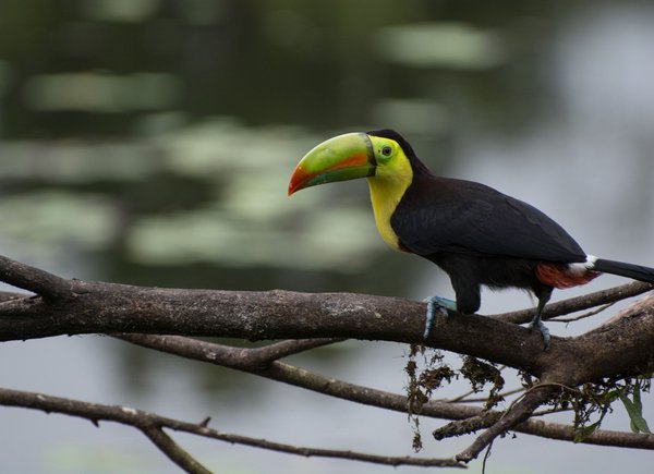 Locations de vacances dans des écolodges : Quelle est l'expérience ?